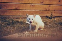 狗狗一直舔肛门的缘由何在？狗狗一直舔肛门要吃药吗？