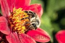 世界上最丑的花：泰坦魔芋体型巨大3米高