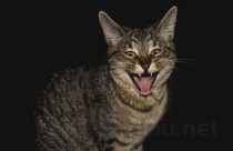 猫咪一半软便带血是何原因？猫咪一半软便带血该如何是好？