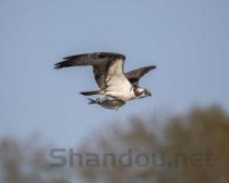 世界上最强的战斗机，美国的F-22猛禽