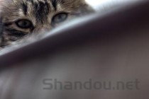 猫咪眼睛腐骨角膜炎是啥缘故？该怎么处理？