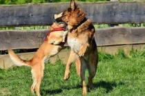 世界上最凶悍的猫：帕拉斯猫500万年未进化