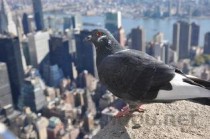 世界上最耐寒的鸟类：企鹅当仁不让