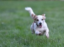 狗狗一直在地上蹭屁股是什么情况？该怎么办？