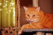 世界上的熊类有哪些，世界十大熊类，熊种大全(附2024年最新排行榜前十名单)