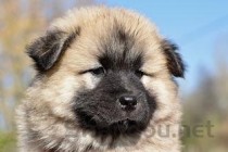 中国十大最强的老虎排名榜，世界上最厉害的老虎排名(附2024年最新排行榜前十名单)