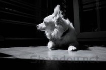 世界上最小的猎犬品种：比格犬体长不足41厘米(附2024排名前十完整榜单)