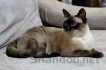 猫咪反复发烧是什么原因导致的？猫咪反复发烧要怎么改善？