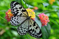 世界上最重的人排行榜美国一男子体重635公斤（食量惊人）