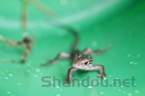 世界上寿命最长的十种动物排名，自然界寿命最长的动物是什么(附2024年最新排行榜前十名单)