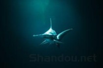 世界上最强的三大鲨鱼：大白鲨、虎鲨、牛鲨(附2024排名前十完整榜单)