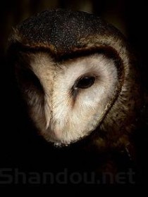 世界上体重最重的猫科动物：美洲拟狮重达450公斤 体长4米(附2024排名前十完整榜单)