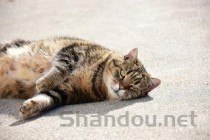 猫咪呕吐有毛发是啥缘故？猫咪呕吐有毛发该怎么解决？