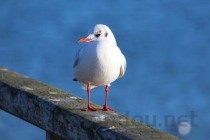 世界上的白色鸟类，全球十种白色鸟类，洁白无瑕的白色小鸟(附2024年最新排行榜前十名单)