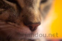 猫鼻子到嘴巴中间那条缝裂开了该咋办？