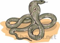 世界上最毒的蛇排名 最毒竟是它?(2024年最新排名前十榜单)