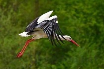 世界上翅膀最多的鸟，四只翅膀的四翼鸟（外形如同恐龙）