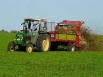 世界上最高的仙人掌，高达20米的超大仙人掌