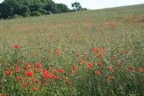 世界上最美最毒的花：罂粟被称为恶之花