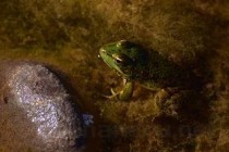 世界上最神奇的青蛙：木蛙深冻-16℃仍能存活