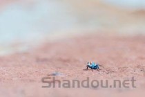 小猫没精神眼部有分泌物是什么缘故？该怎么处理？