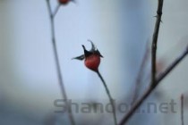 世界上体型最小的鸟：吸蜜蜂鸟平均身长仅6厘米(附2024排名前十完整榜单)