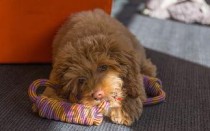 世界上最奇特的生物：金丝猴全身金色毛发