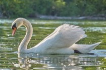 世界上最大的鲸鱼，十种体型最大的鲸鱼，我猜你知道蓝鲸(附2024年最新排行榜前十名单)