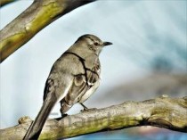 世界上最多彩的鸟：七彩文鸟身披七彩羽毛