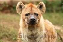 猫猫的嘴肿了是怎么回事？猫猫的嘴肿了要怎么改善？