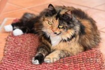 猫咪拉便便有血？是何原因？猫咪拉便便有血？怎么办？