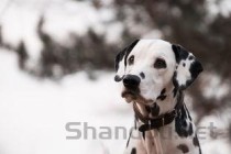 狗狗吐黄水浑身发抖呼吸还不，为何会这样？要怎么应对？