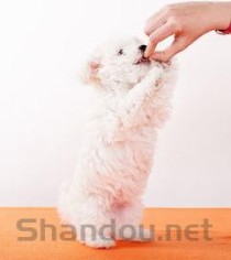 狗狗精神萎靡不振不吃不喝，为何会这样？要怎么处理？