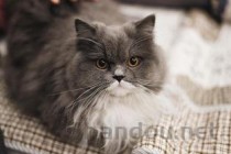 猫几天不吃东西光睡觉鼻子是黑色的怎么弄会好？