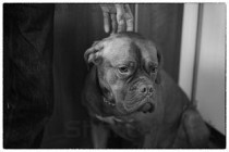 世界上最难治的传染病 几乎必死的狂犬病 别让你的宠物成为杀人凶手(2024年最新排名前十榜单)