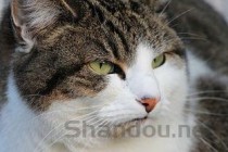 猫咪拉糊状便便是什么原因导致的？猫咪拉糊状便便有什么办法恢复？