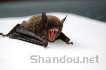 狗狗半夜呕吐是什么情况？狗狗半夜呕吐要怎么应对？