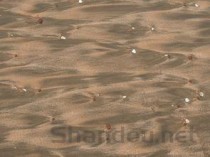 世界上最有趣的青蛙,沼水蛙（求偶时叫声像狗）