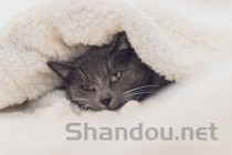 猫咪白细胞减少病毒是阳性是什么原因？怎么弄会好？