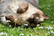 猫咪流鼻涕打喷嚏流眼泪是什么引起的？要怎么弄？