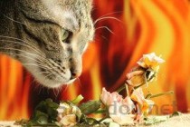 猫咪吐黄水窜稀的问题出在哪？猫咪吐黄水窜稀要怎么改善？