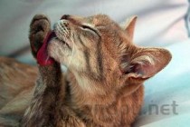 猫咪ALT超标是什么原因导致的？猫咪ALT超标该怎么处理？