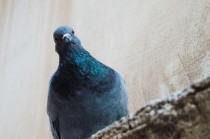 世界上最大的胡蜂，叮人痛苦指数仅次于子弹蚁