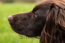 狗狗一直打喷嚏鼻子湿热是什么情况？该咋整？