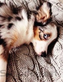 世界上最可爱的羊：瓦莱黑鼻羊长相呆萌可爱像玩具(附2024排名前十完整榜单)