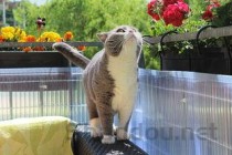 世界上颜值最高的十种猫 有你喜欢的猫吗？(附2024排名前十榜单)