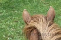 世界上最贵的毒蛇——莽山烙铁头蛇价值百万