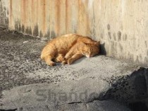 世界上最美的狗排行榜,2024最新排名前十名对比