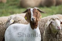 狗喝羊奶会吐是啥情况？该怎么做才对？