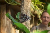 世界上最绚丽的十种鸟类，第一最浪漫，第三是二级保护动物(2024年最新排名前十榜单)